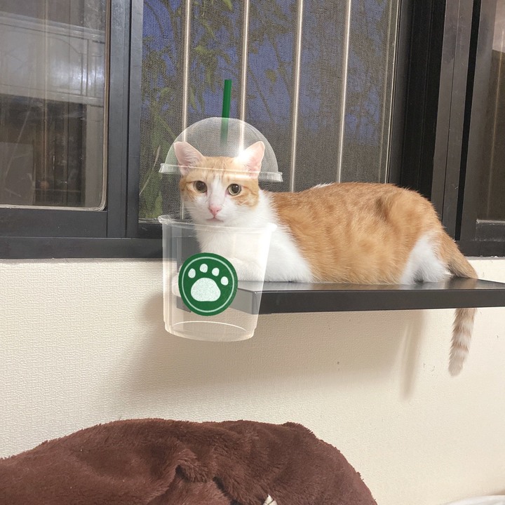 貓咪無榖飼料