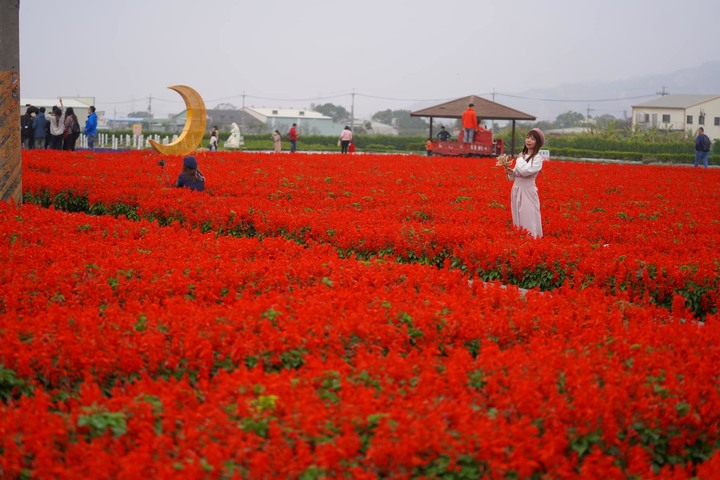 繽紛鬱金香花季開跑！台中「中社觀光花市」20萬株、50種花色輪流綻放！