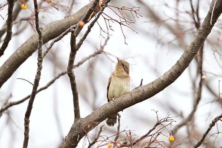 點我看大圖 Nikon Z9+863PF+1.4X清楚記錄地啄木進食螞蟻的過程