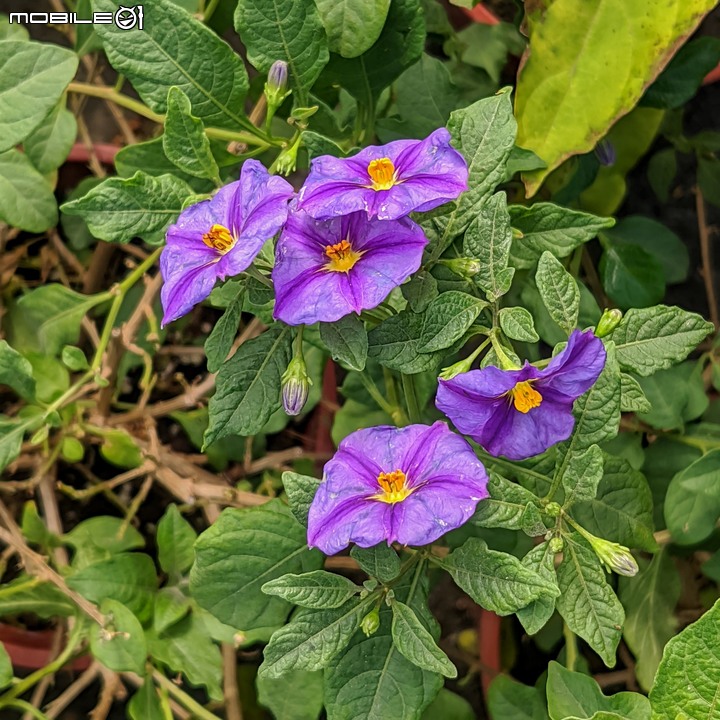 大花六道木+麥桿菊+報春花 台南市歸仁區七甲花卉區 01/01