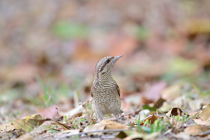 點我看大圖 Nikon Z9+863PF+1.4X清楚記錄地啄木進食螞蟻的過程
