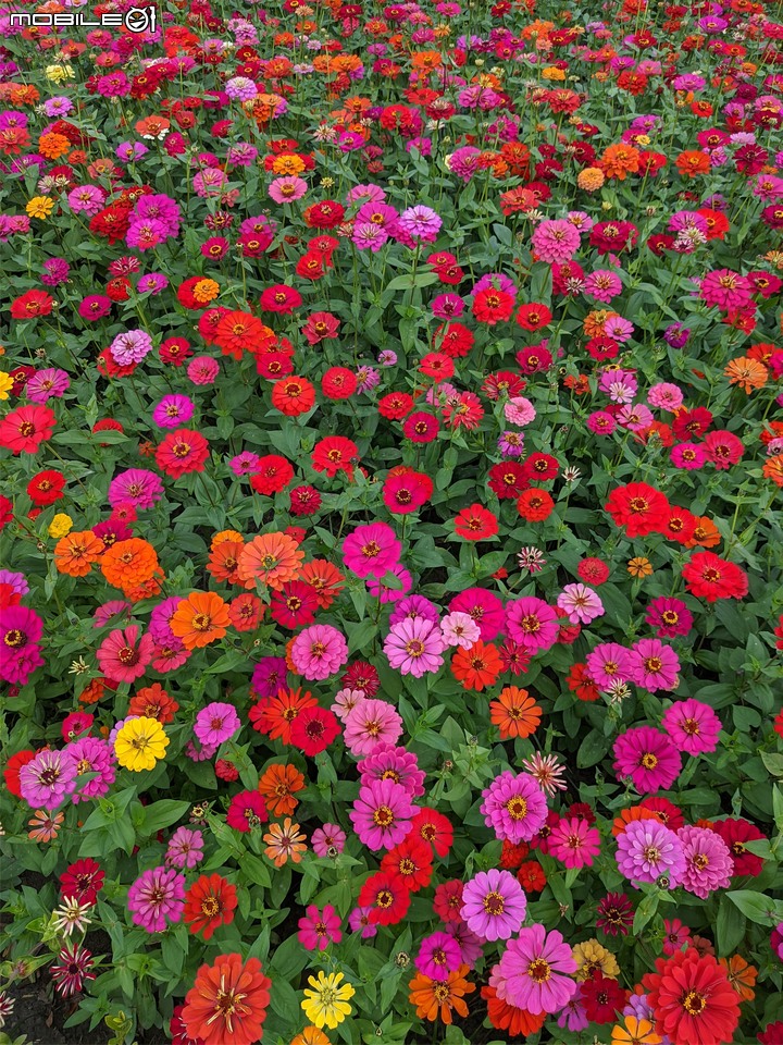 百日菊+大波斯菊 台南市山上區淨水池區 01/01
