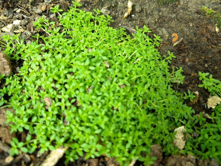 不知名植物求名