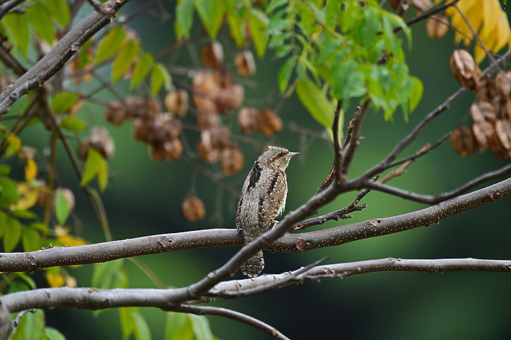 點我看大圖 Nikon Z9+863PF+1.4X清楚記錄地啄木進食螞蟻的過程