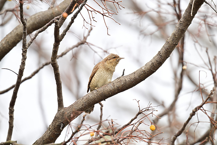 點我看大圖 Nikon Z9+863PF+1.4X清楚記錄地啄木進食螞蟻的過程