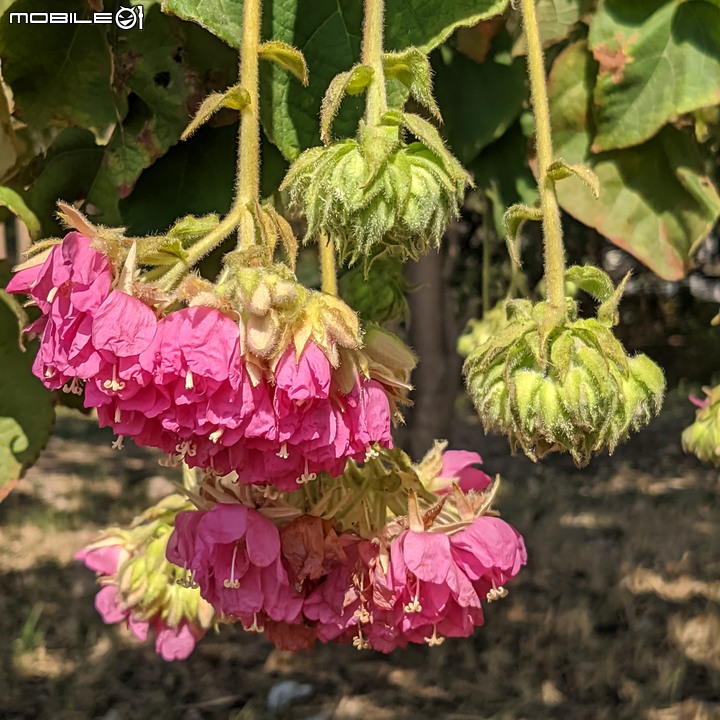 非洲芙蓉+紅花風鈴木 台南市仁德區滯洪池 01/15
