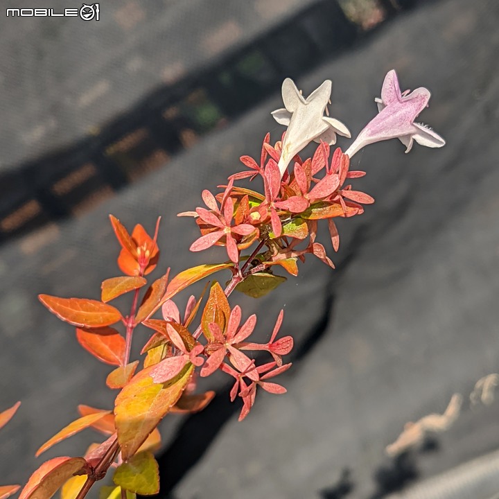 大花六道木+麥桿菊+報春花 台南市歸仁區七甲花卉區 01/01
