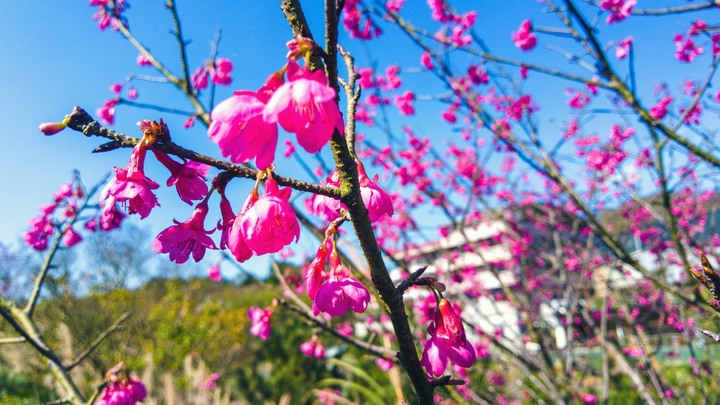 【平菁街42巷】尾崙水圳(狗殷勤步道)、竹林步道、平菁步道O型路線