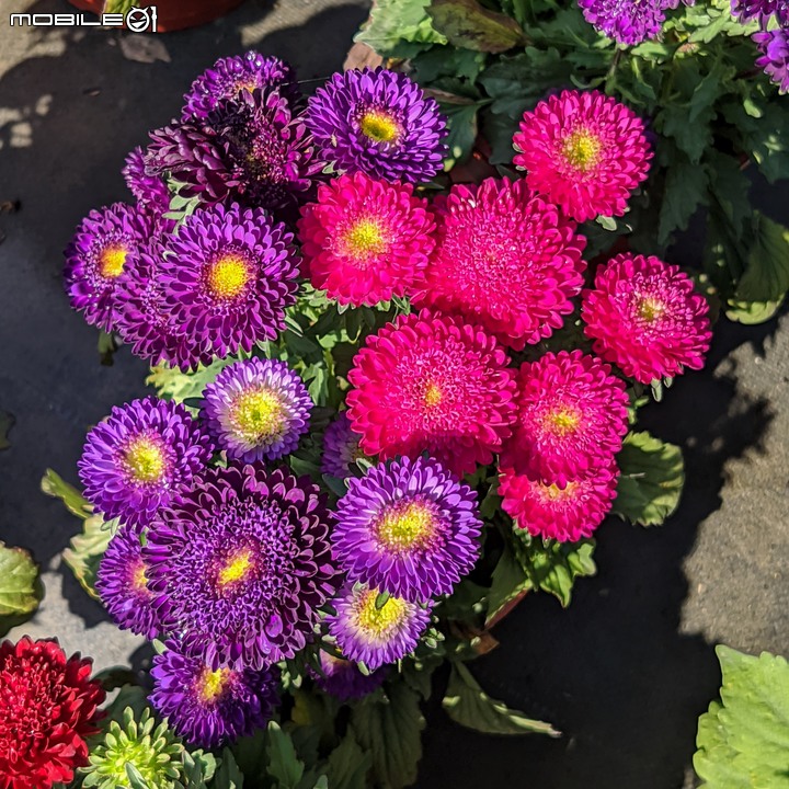 大花六道木+麥桿菊+報春花 台南市歸仁區七甲花卉區 01/01