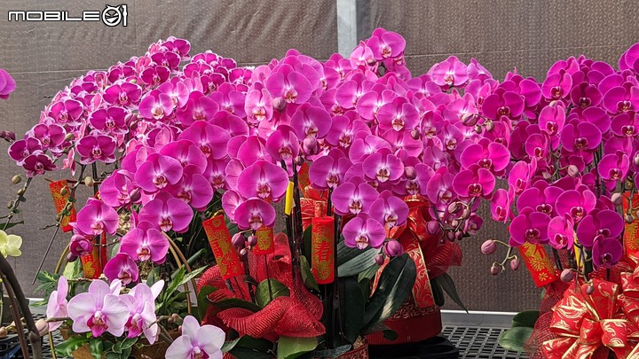 蘭花 台南市歸仁區七甲花卉區 01/14