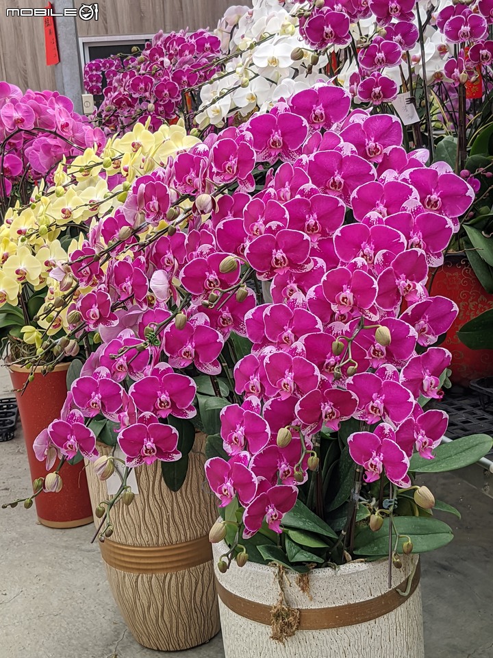 蘭花 台南市歸仁區七甲花卉區 01/14