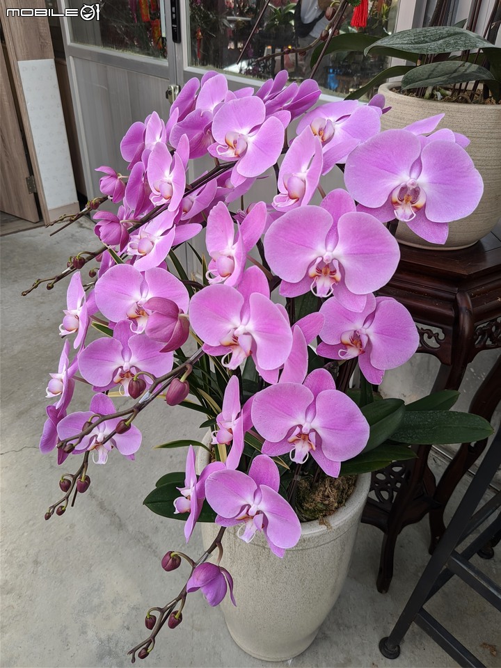 蘭花 台南市歸仁區七甲花卉區 01/14