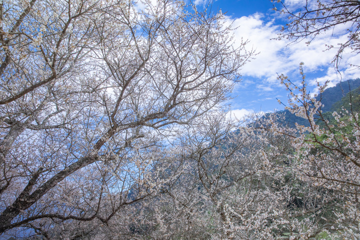 【小惡魔好玩兔U】九份二山走春賞梅趣