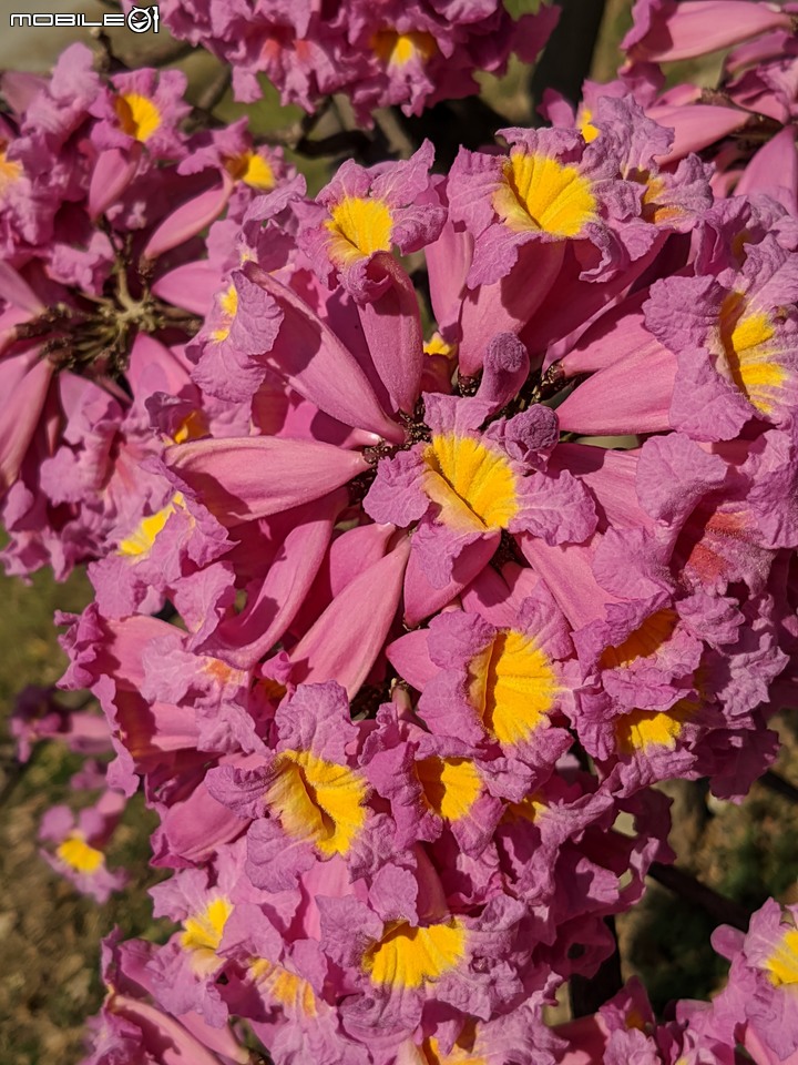 非洲芙蓉+紅花風鈴木 台南市仁德區滯洪池 01/15