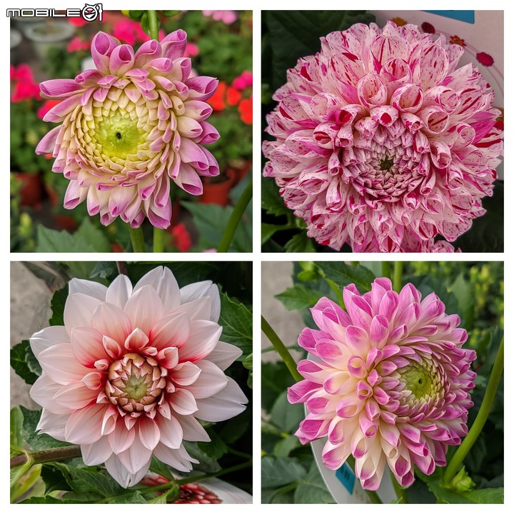 大花六道木+麥桿菊+報春花 台南市歸仁區七甲花卉區 01/01