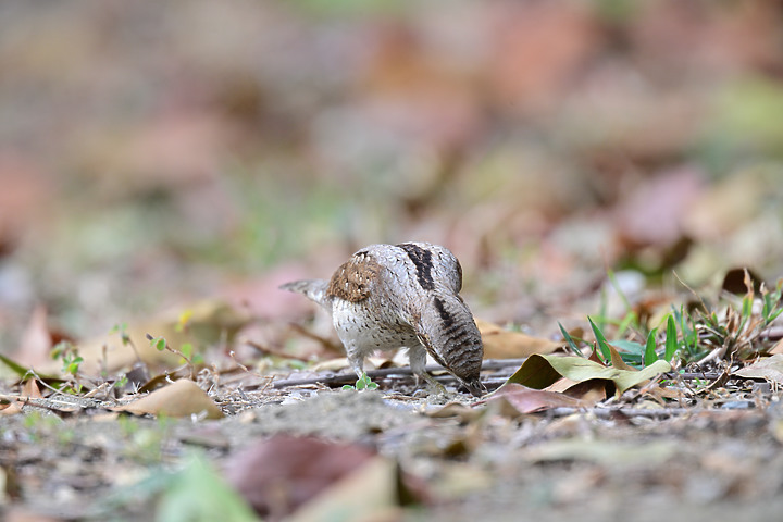 點我看大圖 Nikon Z9+863PF+1.4X清楚記錄地啄木進食螞蟻的過程