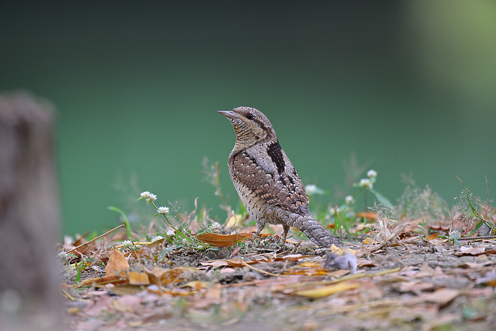 點我看大圖 Nikon Z9+863PF+1.4X清楚記錄地啄木進食螞蟻的過程
