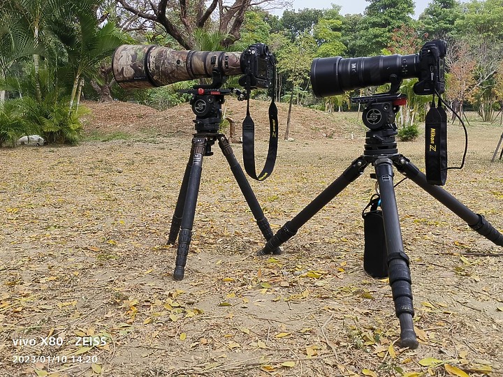 點我看大圖 Nikon Z9+863PF+1.4X清楚記錄地啄木進食螞蟻的過程