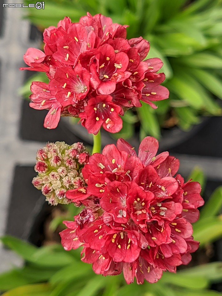 香蜜百香果+大飛燕 台南市歸仁區七甲花卉區 01/07