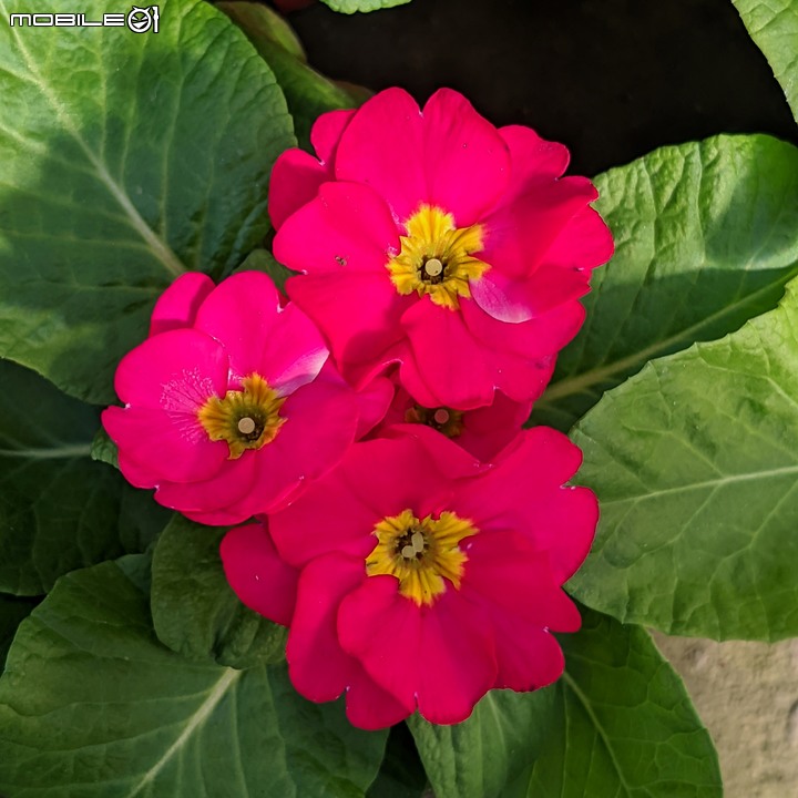 大花六道木+麥桿菊+報春花 台南市歸仁區七甲花卉區 01/01