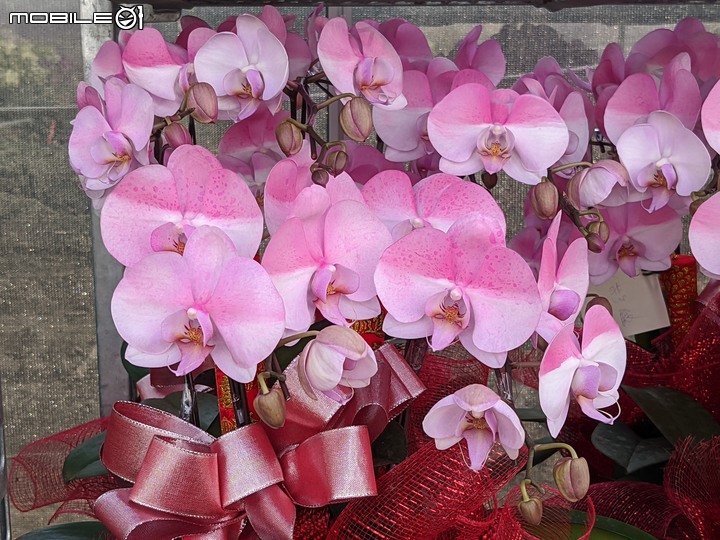 蘭花 台南市歸仁區七甲花卉區 01/14
