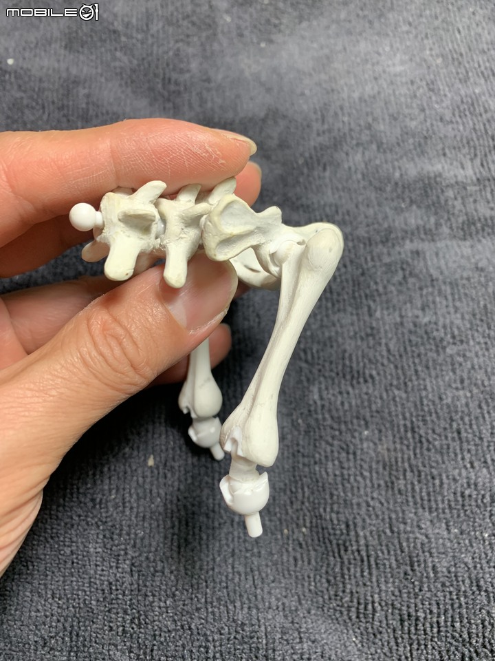 DIY 劍齒虎骨歷經13年終於製作完成.