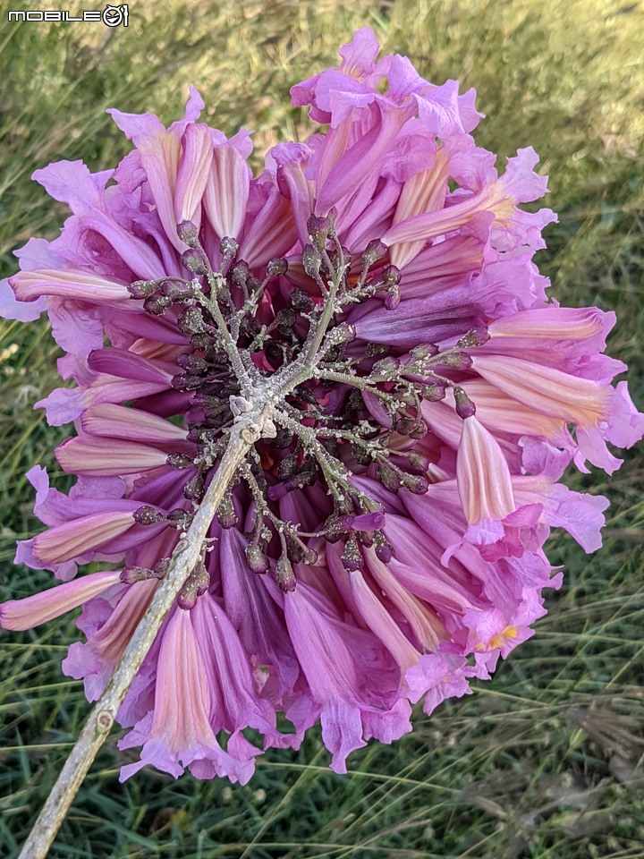 非洲芙蓉+紅花風鈴木 台南市仁德區滯洪池 01/15