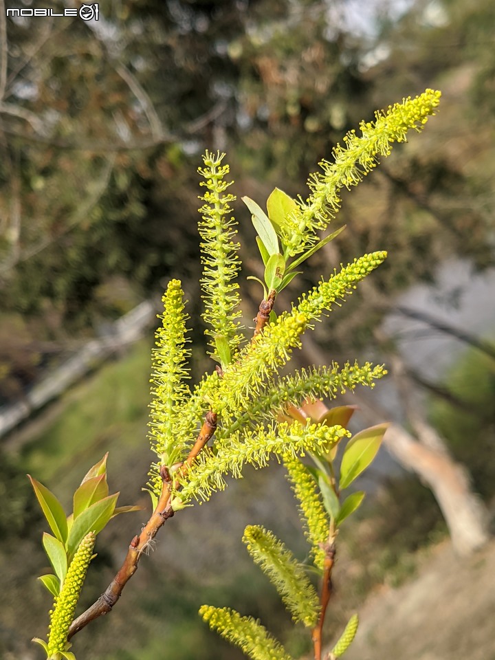 水柳 台南市安南區台灣歷史博物館 01/29
