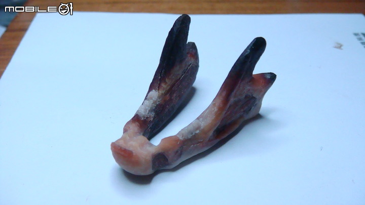DIY 劍齒虎骨歷經13年終於製作完成.