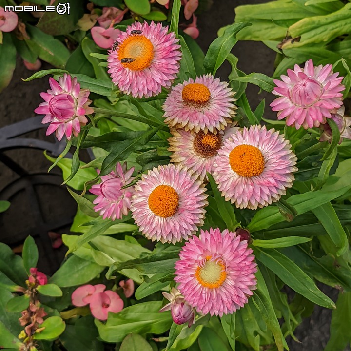 大花六道木+麥桿菊+報春花 台南市歸仁區七甲花卉區 01/01