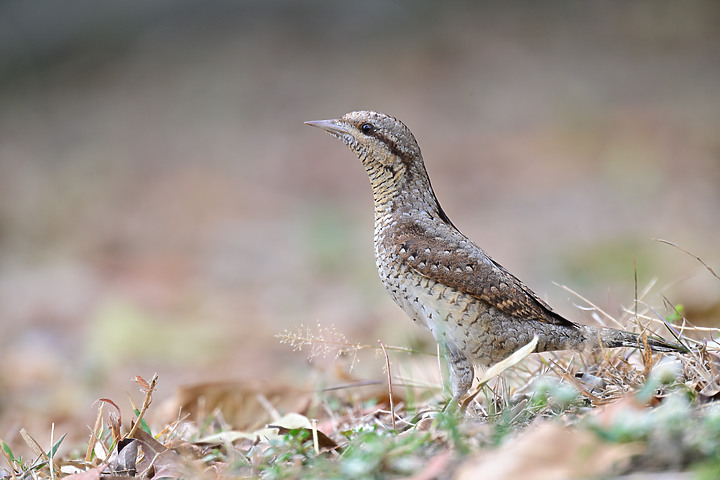 點我看大圖 Nikon Z9+863PF+1.4X清楚記錄地啄木進食螞蟻的過程