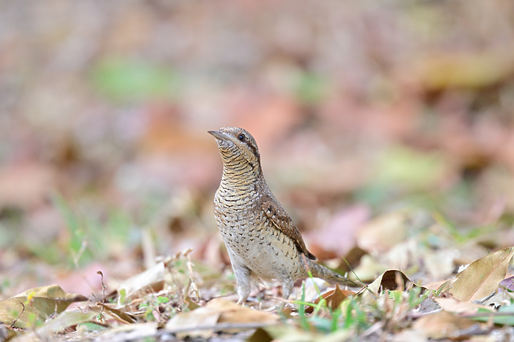 點我看大圖 Nikon Z9+863PF+1.4X清楚記錄地啄木進食螞蟻的過程