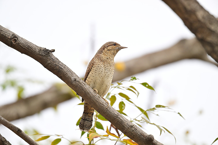 點我看大圖 Nikon Z9+863PF+1.4X清楚記錄地啄木進食螞蟻的過程