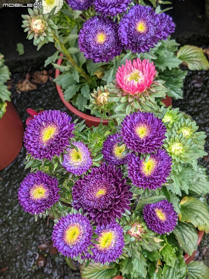 大花六道木+麥桿菊+報春花 台南市歸仁區七甲花卉區 01/01
