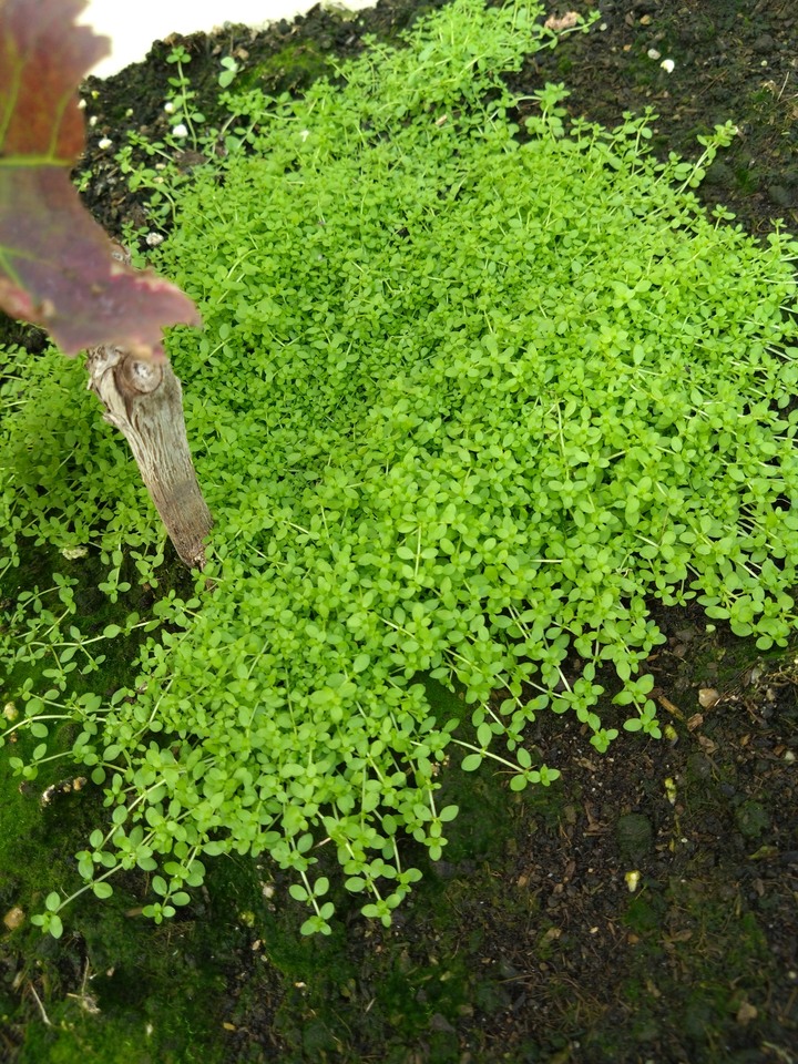 不知名植物求名