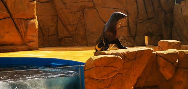 【小惡魔好玩兔U】初四來去日系都會型水族館XPARK