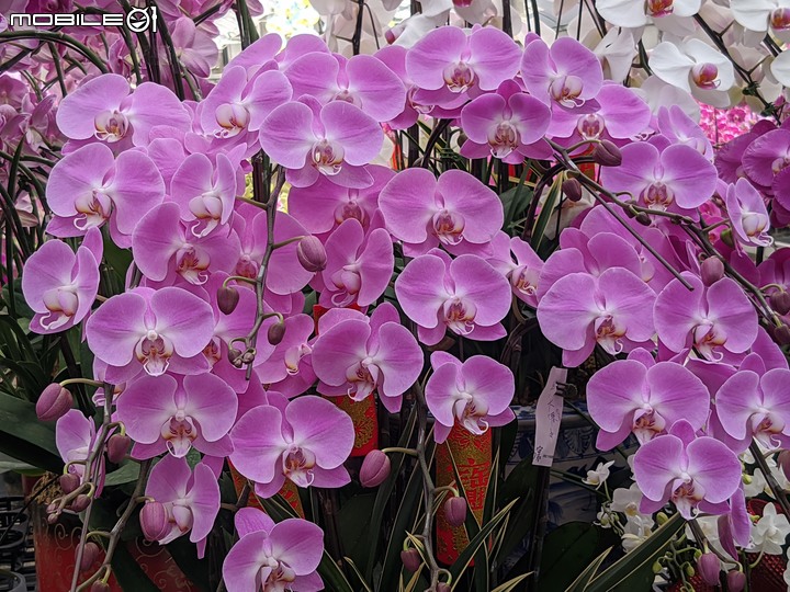 蘭花 台南市歸仁區七甲花卉區 01/14