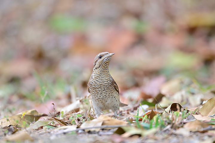 點我看大圖 Nikon Z9+863PF+1.4X清楚記錄地啄木進食螞蟻的過程