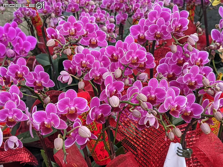 蘭花 台南市歸仁區七甲花卉區 01/14