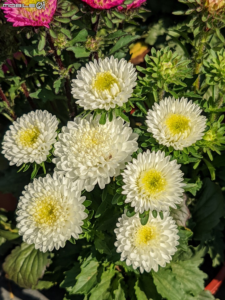 大花六道木+麥桿菊+報春花 台南市歸仁區七甲花卉區 01/01