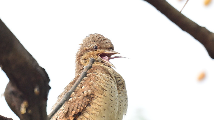 點我看大圖 Nikon Z9+863PF+1.4X清楚記錄地啄木進食螞蟻的過程