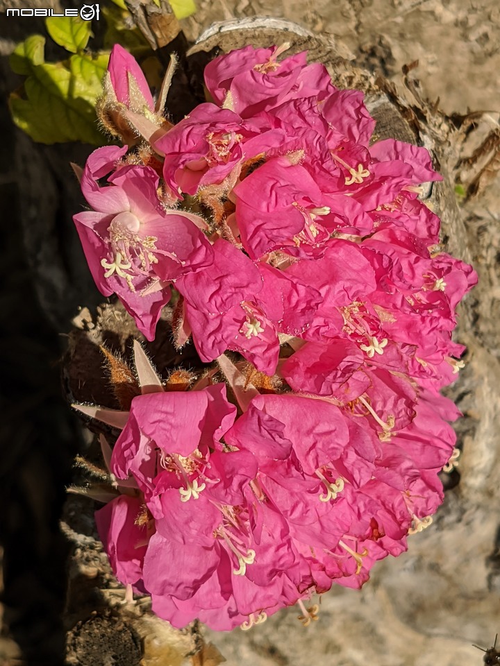 非洲芙蓉+紅花風鈴木 台南市仁德區滯洪池 01/15
