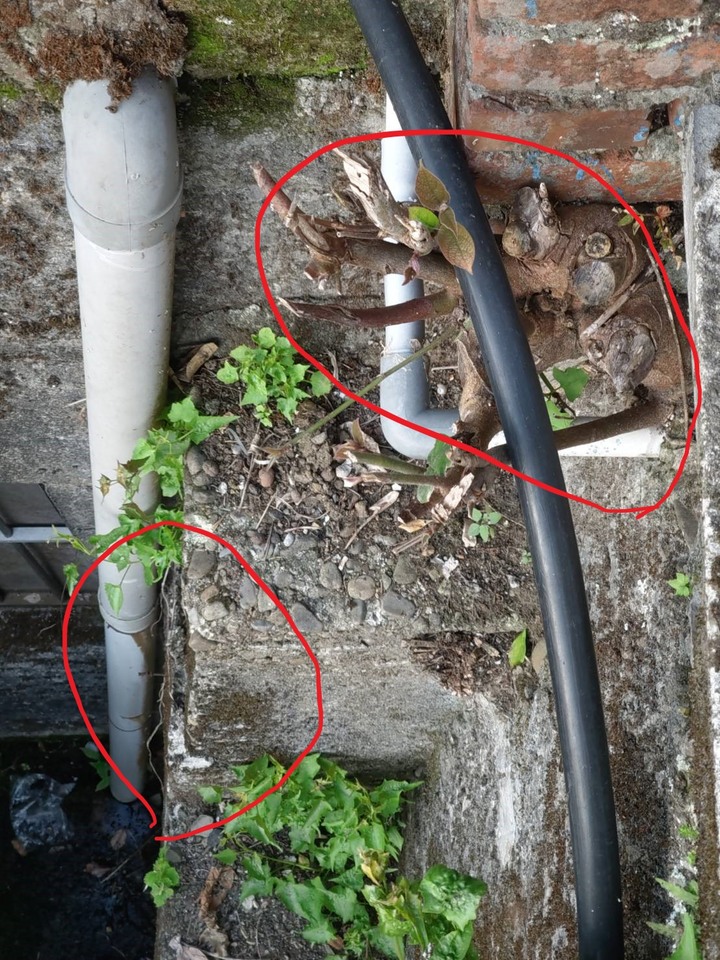 請問半山腰的房子有傾斜現象~~