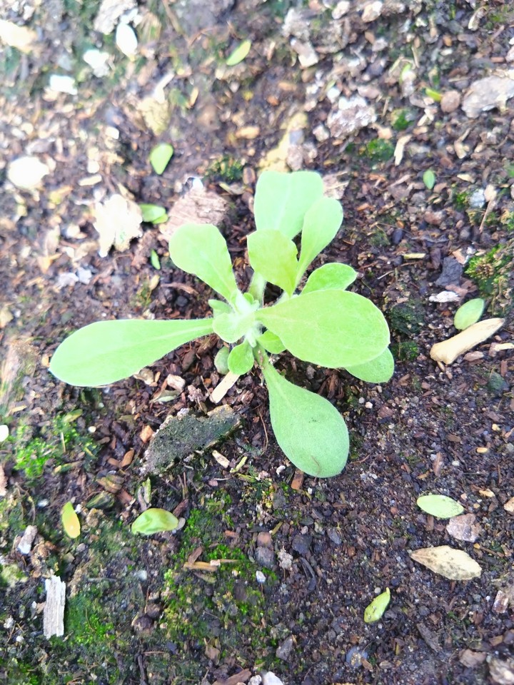 不知名植物求名