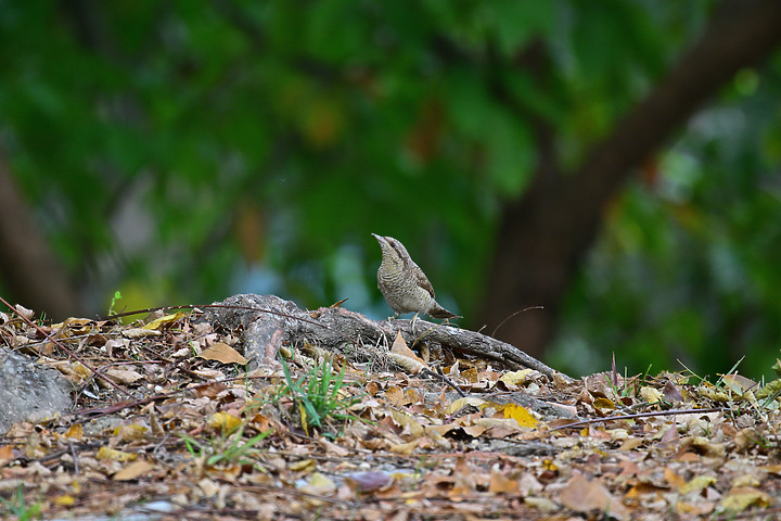 點我看大圖 Nikon Z9+863PF+1.4X清楚記錄地啄木進食螞蟻的過程