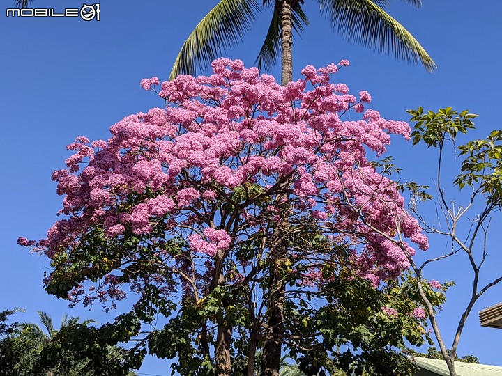 非洲芙蓉+紅花風鈴木 台南市仁德區滯洪池 01/15