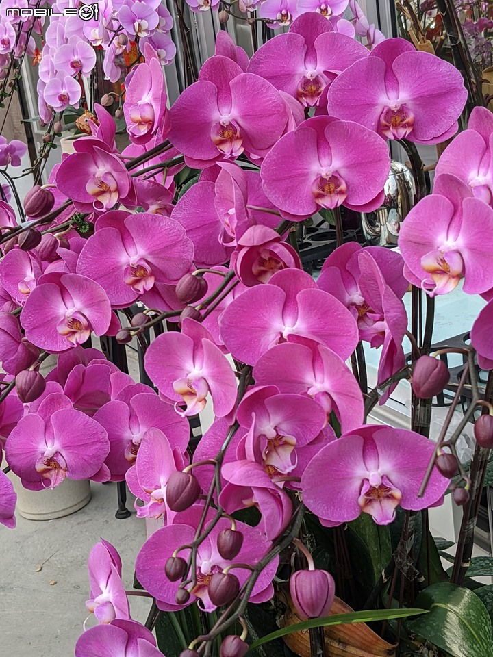 蘭花 台南市歸仁區七甲花卉區 01/14