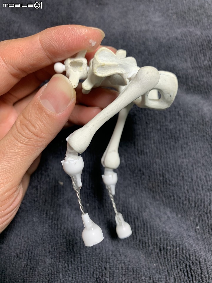 DIY 劍齒虎骨歷經13年終於製作完成.
