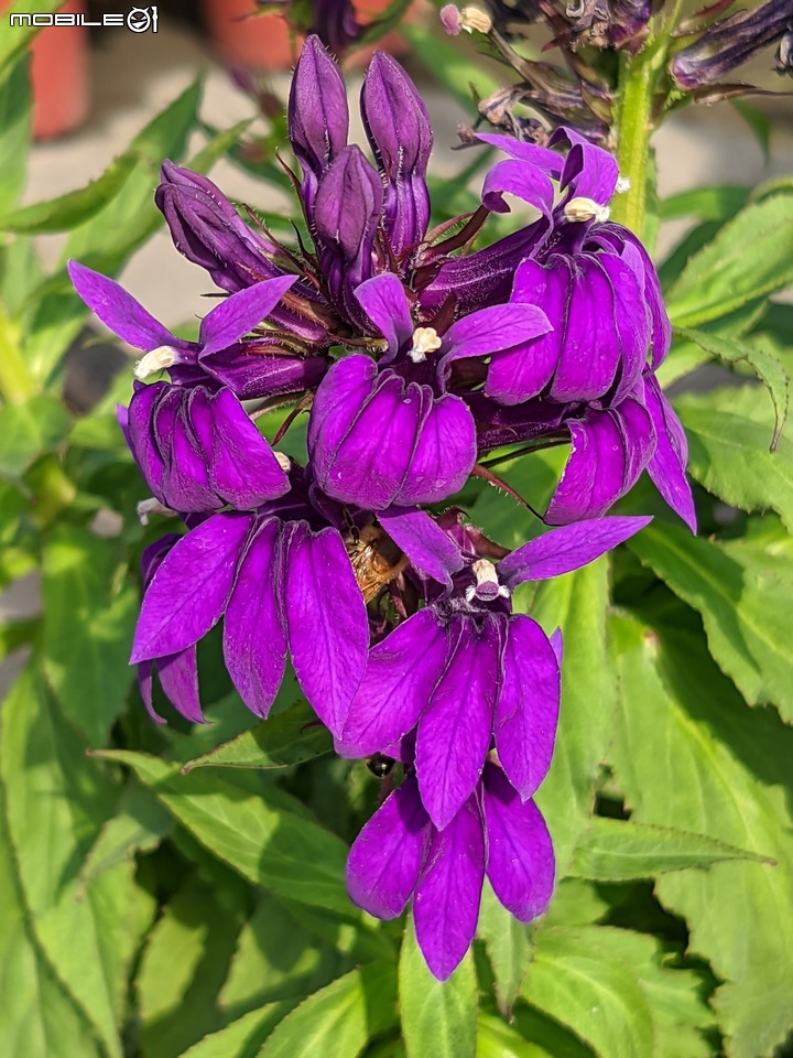 香蜜百香果+大飛燕 台南市歸仁區七甲花卉區 01/07