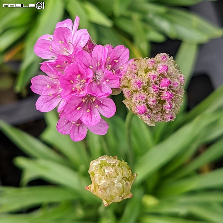 香蜜百香果+大飛燕 台南市歸仁區七甲花卉區 01/07